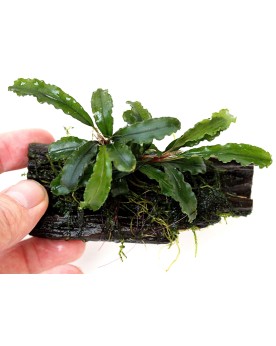 Bucephalandra "Wavy Leaf" sur racine